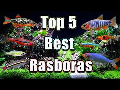 The Top 5 Best Rasboras in The WORLD!
