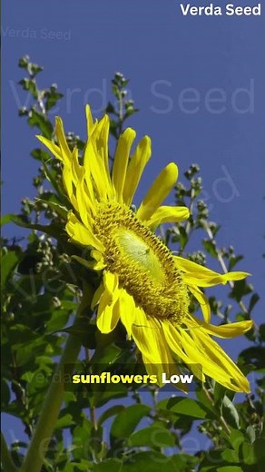 Color Combo Ideas: How to Mix Flower Plants for Beautiful Design 🎨