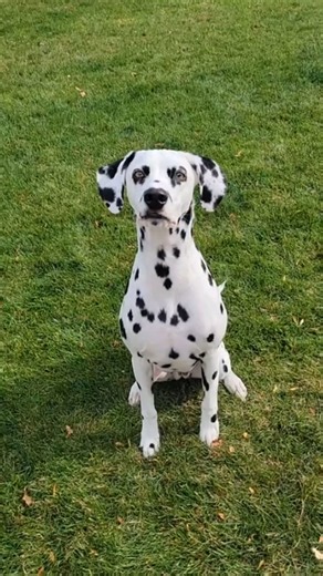Dalmatian insights personality traits every owner loves