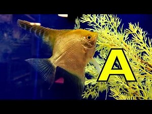 ALPHABET ANIMALS - PHONICS - ALPHABET SONG (Part 13) Toddlers, Preschool, K-3 - Educational