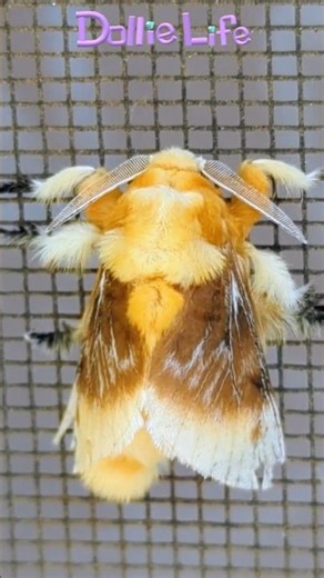 The FLUFFIEST!!! 🤗🦋 #moth #insects #cute #nature #polilla #insectos