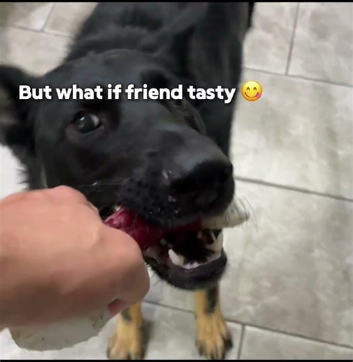 But what if nom? 🤤 #gsds #germanshepherd