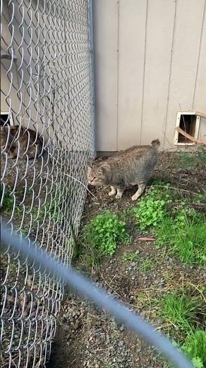 Bobcat-Domestic cat hybrid?? 😻😺