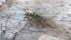 Mountain cicada (Cicadetta montana, male) (Cicadidae, Hemiptera) on slopes of seaside forest hills. Sakhalin, Far eastern population. Shrilling was venerated by ancient Greeks, but detested by Virgil