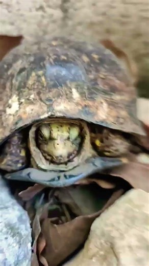 Tortuga Terrapene Yucatana 😱👀 #viral #trending #santuario #parati #shortvideo #fyp