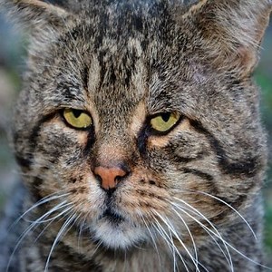 Causes of Feline Rhinotracheitis, Symptoms and More ▷➡️ Postposmo