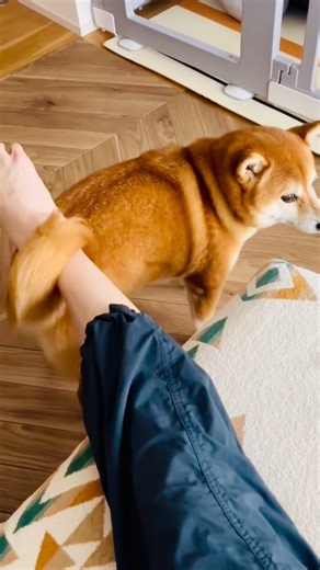 Tail Wagging Master! 🐕✨ | しっぽの使い方がお上手 | 꼬리 흔들기 장인 | ¡Maestro del movimiento de cola! 尾巴使用大師 #shorts