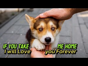 Rescuing a Terrified Blind Puppy Who Couldn't Find Her Way