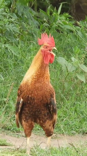 Loud Rooster Sound | Real Morning Crowing in Farm #shorts
