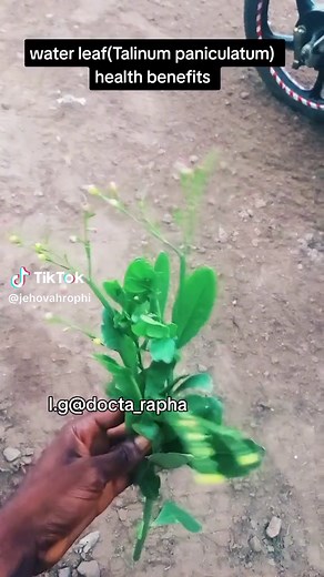 Water Leaf (Talinum Paniculatum) Health Benefits and Herbal Remedies