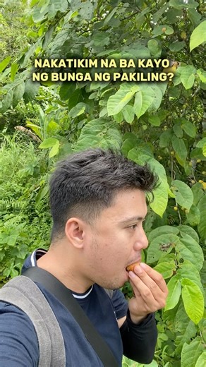 Nakatikim ka na ba ng bunga ng Pakiling? |📍Pakiling (Ficus odorata) | Ang Pakiling ay isang uri ng punong-kahoy na endemic sa Pilipinas, ibig sabihin, dito lang ito likas na tumutubo at wala sa ibang bahagi ng mundo. Bagama’t madalas hindi napapansin at kung minsan pa’y napagkakamalang lason, ang bunga ng Pakiling ay ligtas kainin. Sa lasa at tekstura, para itong saging—malambot at makinis sa loob—pero hindi kasing tamis. #philippinenativetrees #nativetrees #aklanongmanggugubat #Madalag #FIGS #