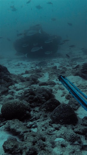 12K views · 147 reactions | Massive strange Goatfish! | David Ochoa | Facebook