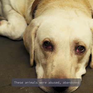 We have run out of funds because of the current financial situation across the country & cannot afford our current facility. All our animals will become homeless if we don't build a new shelter soon. Help us build the new rescue & rehabilitation shelter. Donate Here: http://bit.ly/amtm-new-rehab | Animals Matter to Me