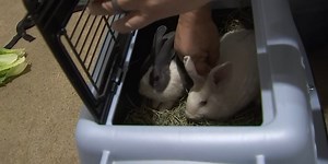 Rabbit rescue saving dumped bunnies throughout Las Vegas Valley