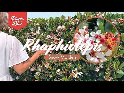 Plant tour: Rhaphiolepis Snow Maiden