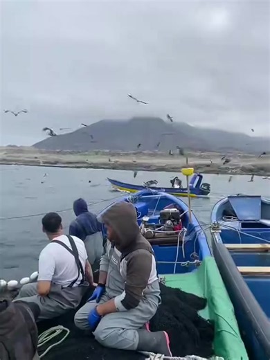 Pobre pelícano: meme viral de Peru