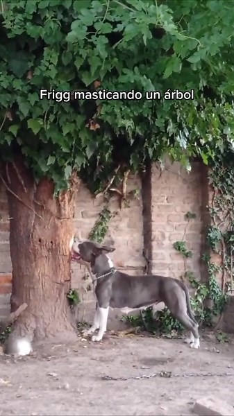 Freyja&Frigg Pitbull on TikTok