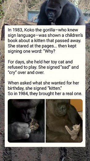 14M views · 10K reactions | Koko was a gorilla born in 1971 at the San Francisco Zoo. She lived in California with Dr. Penny Patterson and learned over 1,000 signs. #animals #facts | StoryTime | Facebook