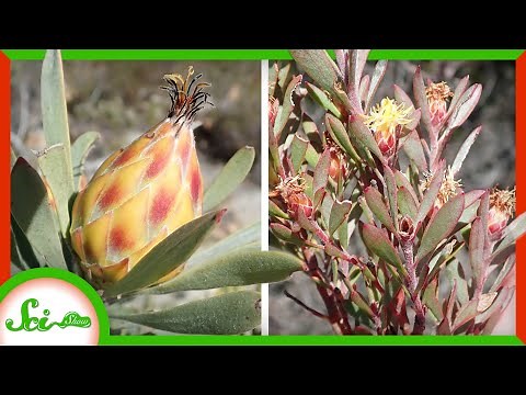 These Plants Are the Same Species