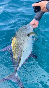 This Fish Turned BLUE! #fishing #fish #bluefin #trevally #ocean | Ryan Iz Fishing