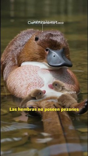 El secreto del Ornitorrinco
