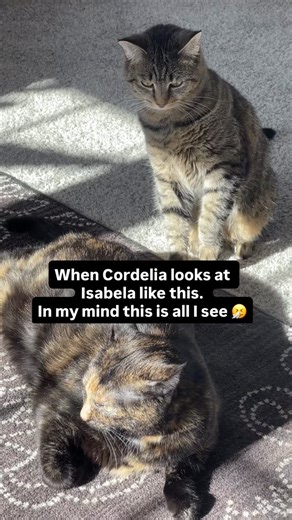 Time may change their sizes, but their love remains the same. Swipe through to see the adorable journey of Cordelia and Isabela. More cat content at Yali’s Community YouTube Cat Playlist -https://www.youtube.com/playlist?list=PLj4Pz2-hQ0vqhif5CedUqT7wgINt02Wuk #catsofinstagram #felinefriends #siblinglove #catlovers #furryfamily #catmom #catdad #catlife #animallove #tortiecat #tortie #tabbycat | Cats Cordelia, Isabela & Maximiliano | Facebook