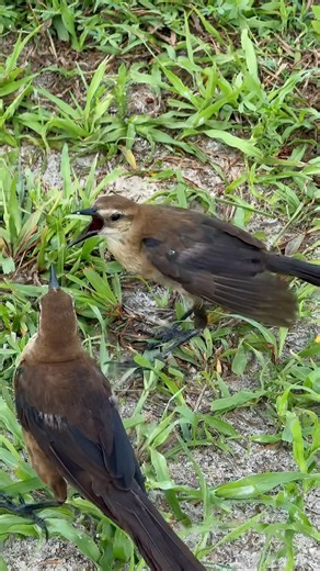 Boat-tailed Grackle