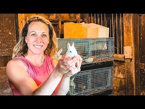 What to Feed Nursing Rabbits