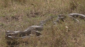 Pythons Stock Footage Video (100% Royalty-free) 15089920 | Shutterstock