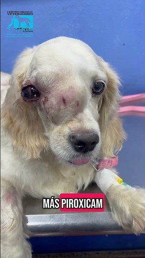 Squamous cell carcinoma in dogs (SCC) #drnoelmartinez