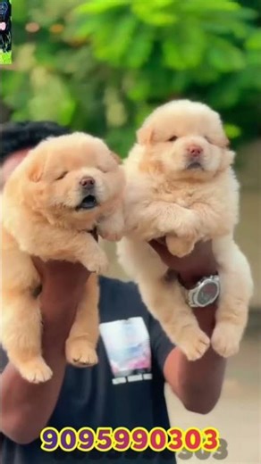 TOP QUALITY CHOW CHOW MALE AND FEMALE PUPPY #puppy #pets #doglove #viralvideo #chowchow