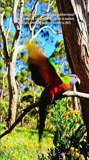 Paradise Parrot - Extinct Species #bird