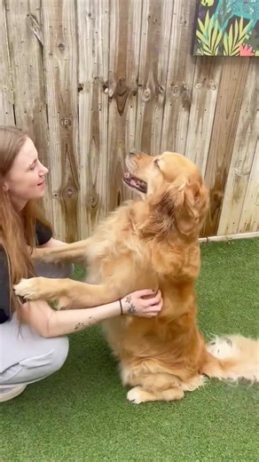 70K views · 13K reactions | The world needs less hate and more Oakley! | Mount Pleasant Avenue Premier Canine Villas & Spa | Facebook