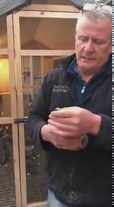 Meet “NEW DI CAPRIO” ~ Leo Heremans, he is the sire of the fantastic LOT 7 in the DEREK WALSH 🇮🇪 online auction OPEN NOW FOR BIDS HERE: https://www.featherselitepigeonauctions.com/auction/186/item/gb19-v-75992-son-new-caprio-1639/ | Feathers Elite Pigeon Auctions