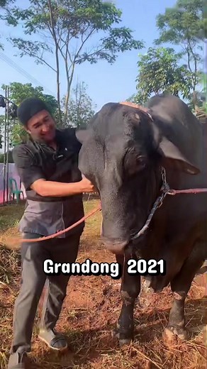 Sapi Kurban Irfan Hakim: Popeye, Grandong & Sapi Favorit (2026)
