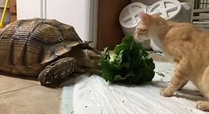 Turtle And Cat Eat Together