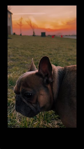 #GoFundMe #IVDD #Frenchie #LouieRecoveryJourney #somethingintheorange Louie enjoys watching the sunrise 🌄