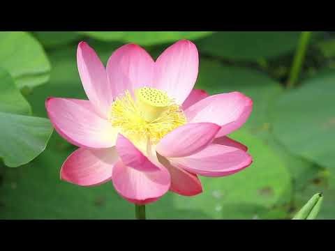 The Gift of Life | Christian Music | Lyric Video