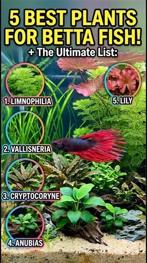 Best Plants For Betta Fish Tank #BettaFish #AquaticPlants#PlantedTank #Aquascaping#bettatank