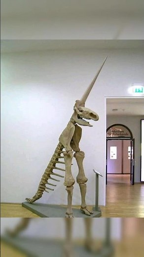 In 1663, the partial fossilised skeleton of a woolly rhinoceros was discovered in German...