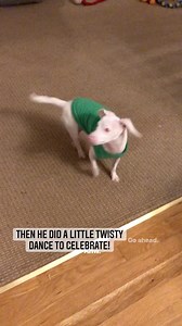 108K views · 14K reactions | Piglet is a deaf blind pink dog. He...