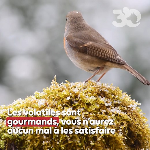 Jusqu'à la fin mars, il est possible d'aider les oiseaux à se nourrir et trouver plus facilement les nutriments dont ils ont besoin. Les conseils de 30millionsdamis.fr, avec un expert de la LPO France ⬇️ | 30 Millions d'Amis