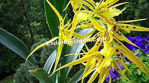 Brassia (Brassada): Teelt En Onderhoud Van De Spider Orchidee 🌿 Alles Over Tuinieren En Tuinontwerp - 2025