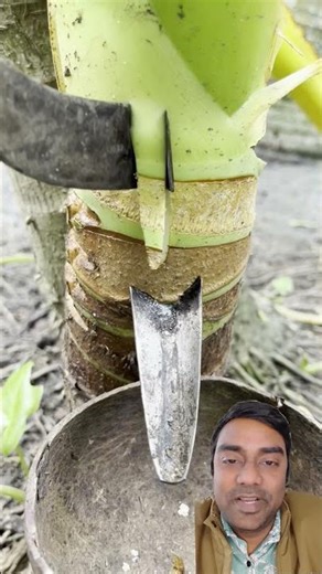 How to extract sap from a tree