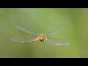 Close-Up Slow Motion of a Dragonfly