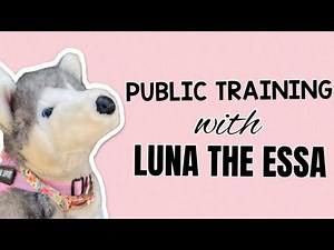 Public Training with Luna Fluff (Distraction training and more!)