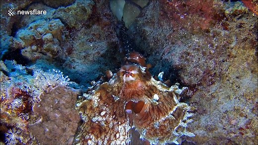 This is what octopus love looks like