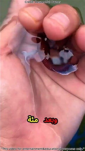 UAE&Dubai&Saudia 🌟 Small Fish Big Change | Inspiring Growth Story That Will Surprise You