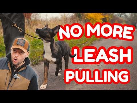 Teach Your Puppy Loose Leash Walking the RIGHT Way