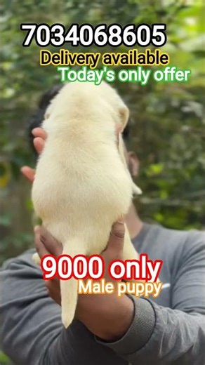 Labrador dog sale malayalam|Labrador sale kerala|Labrador malayalam|Labrador puppies for sale best|